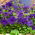 بذور بتونيا الترا بلو - بتونيا x hybrida grandiflora - 80 بذرة - Petunia x hybrida  - ابذرة