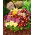 Garten-Aurikel - Primula x pubescens – 110 Samen