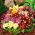 Primrose-sekasiemenet - Primula x pubescens - 110 siemeniä