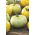 มะเขือเทศ "White Beefsteak" - ความหลากหลายสีขาว - Solanum lycopersicum  - เมล็ด
