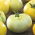 มะเขือเทศ "White Beefsteak" - ความหลากหลายสีขาว - Solanum lycopersicum  - เมล็ด