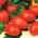 Pomodoro - Cencara F1 - serra - Lycopersicon esculentum Mill  - semi
