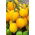 Tomat - Citrina - Lycopersicon esculentum Mill  - frön