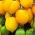 Tomat - Citrina - Lycopersicon esculentum Mill  - frön