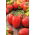 Paradicsom - Kmicic - 500 magok - Solanum lycopersicum