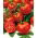Tomato "Perkoz F1" - untuk rumah hijau dan di bawah penutup penanaman - Solanum lycopersicum  - benih