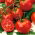 Tomato "Perkoz F1" - untuk rumah hijau dan di bawah penutup penanaman - Solanum lycopersicum  - benih