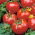 Tomate - Penduline Tits F1 - Lycopersicon esculentum  - sementes