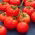 Tomate - Rumba Ożarowska - Lycopersicon esculentum Mill  - sementes