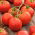Tomate – Check - Lycopersicon esculentum Mill  - graines