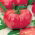 Pomodoro - VP1 F1 Pink King - serra - 12 semi - Lycopersicon esculentum Mill