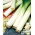 Leek "Tenor" - pelbagai musim sejuk - Allium ampeloprasum L. - benih