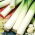 Leek "Tenor" - pelbagai musim sejuk - Allium ampeloprasum L. - benih