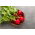 Hónapos retek - Cherry Belle - 100 g - Nagyon korai, intenzíven piros gyökerek - Friss vetőmagok