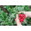 Hónapos retek - Cherry Belle - 100 g - Nagyon korai, intenzíven piros gyökerek - Friss vetőmagok
