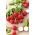 Radish "Rowa" - 425 de semințe - Raphanus sativus L.