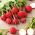 Radish "Rowa" - 425 de semințe - Raphanus sativus L.