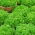Alface - Foliosa - Salad Bowl - 945 sementes - Lactuca sativa var. foliosa