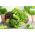 Lettuce - variety mix - COATED SEEDS - 250 seeds