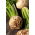 Celeriac, Root celery "Zagloba" - white and aromatic variety - 1800 seeds