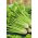 Celery "Plein Blanc Pascal" - vividly green, best for soups - 2600 seeds