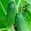Timun "Julian" - pelbagai acar - TAPE SEED - 