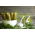 Timun "Julian" - pelbagai acar - TAPE SEED - 