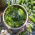 Timun "Julian" - pelbagai acar - TAPE SEED - 