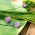 BIO Schnittlauch "Medium Leaf" - zertifizierte Bio-Samen - 
