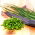 BIO Schnittlauch "Medium Leaf" - zertifizierte Bio-Samen - 