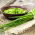 BIO Schnittlauch "Medium Leaf" - zertifizierte Bio-Samen - 