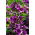 Malva comum, Queijos, Malva alta, Malva alta (Malva sylvestris var. Mauritiana) - 200 sementes - Malva mauritiana