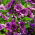 Malva comum, Queijos, Malva alta, Malva alta (Malva sylvestris var. Mauritiana) - 200 sementes - Malva mauritiana
