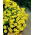 Graines d'Alysson des montagnes - Alyssum montanum - 500 graines