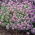 Lily-violet sweet alyssum, Sweet alison - 1750 seeds
