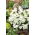 Evergreen Candytuft, flerårige Candytuft frø - Iberis sempervirens - 125 frø