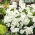 Evergreen Candytuft, flerårige Candytuft frø - Iberis sempervirens - 125 frø