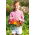 Happy Garden - "Colorful Garden Nasturtium" - Benih yang boleh dibesarkan oleh kanak-kanak! - 24 biji - Tropaeolum majus