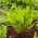 Veldzuring – Belleville - 1600 zaden - Rumex acetosa