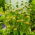 Ierusalim Semințe de sagei - Phlomis russeliana - 20 semințe - Phlomis L.