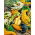 Ornamental Gourd - Autumn Wings - Perfect for Autumn Displays and Decorations - Fresh Seeds