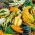 Ornamental Gourd - Autumn Wings - Perfect for Autumn Displays and Decorations - Fresh Seeds