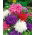 Aster - Ostrich Feather - Mixed - Callistephus chinensis - Perfect for Cutting & Borders - Fresh Seeds