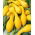 Prydnadspumpa - Yellow Crookneck - Gyllene böjda squash, dekorativ charm - Färska frön