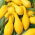 Prydnadspumpa - Yellow Crookneck - Gyllene böjda squash, dekorativ charm - Färska frön