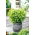 Roiniță - Melissa officinalis - Plantă liniștitoare, cu parfum de lămâie - Semințe proaspete
