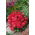 Astro nano - Milady Scarlet - Callistephus chinensis - Fioritura rosso fuoco, ideale per bordure - Semi Freschi