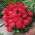 Astro nano - Milady Scarlet - Callistephus chinensis - Fioritura rosso fuoco, ideale per bordure - Semi Freschi