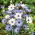 Cupidone - Catananche caerulea - Fiori estivi sorprendenti, ideali per essiccazione - Semi Freschi