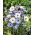 Cupidone - Catananche caerulea - Fiori estivi sorprendenti, ideali per essiccazione - Semi Freschi